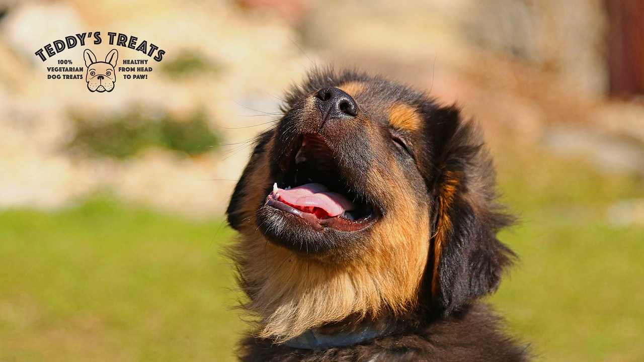 A joyous and contented dog, with its tail wagging and tongue out, expressing pure happiness. The dog's eyes sparkle with joy as it basks in the warmth of the sunlight, radiating an aura of bliss and satisfaction